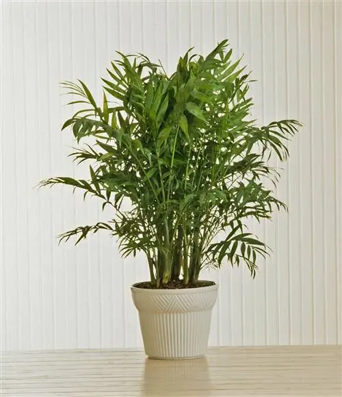 Parlor Palm в горшке кремового цвета