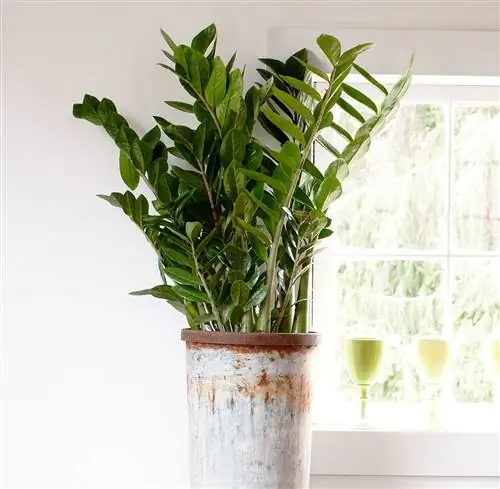 Завод ZZ Zamioculcas zamiifolia