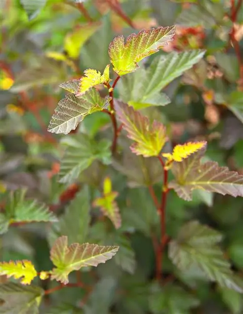 Ninebark Physocarpus 'Center Glow'