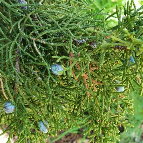 Калифорнийский можжевельник