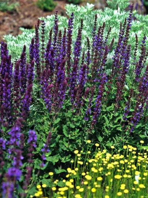 May Night Salvia темно-фиолетовые и желтые цветы
