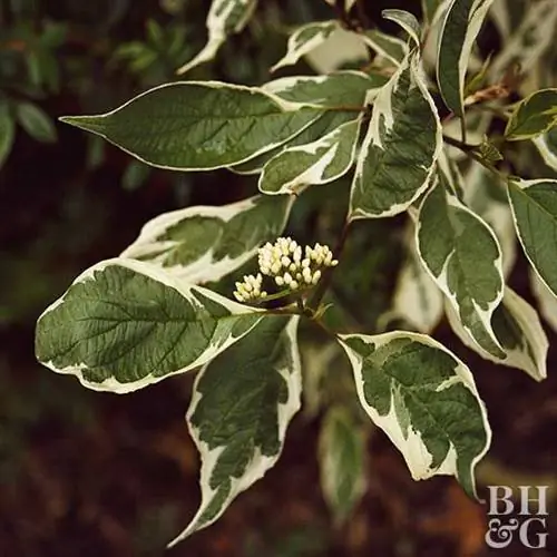 Кизил краснолистный Cornus alba 'Elegantissima'