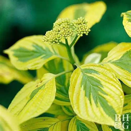 Кизил пагода "Золотые тени" Cornus alternifolia