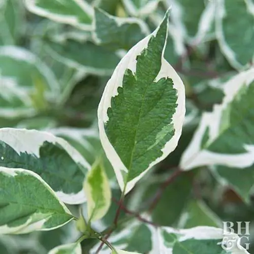 Кизил Ivory Halo redtwig Cornus alba 'Bailhalo'