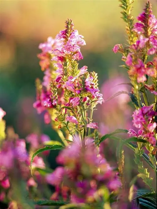 physostegia virginiana послушное растение