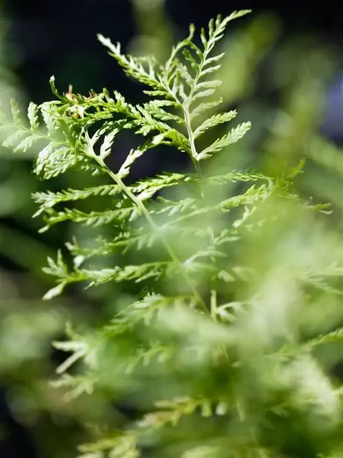 Dryopteris ludoviciana южный щитовой папоротник