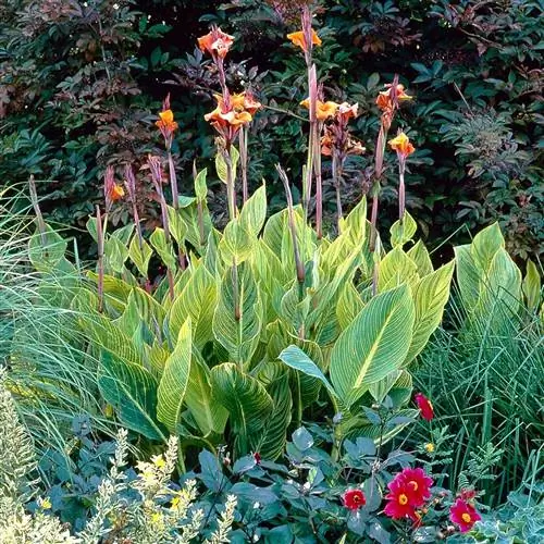 Pretoria canna с желтыми полосатыми листьями