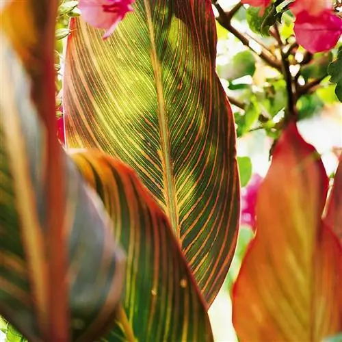 Tropicanna canna с полосатыми листьями