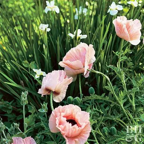 Мак восточный 'Helen Elizabeth' Papaver orientale