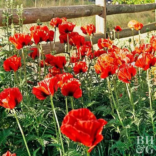 'Allegro' Мак восточный Papaver orientale