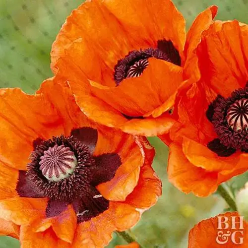 Восточный мак «Принц оф Оранж», Papaver orientale