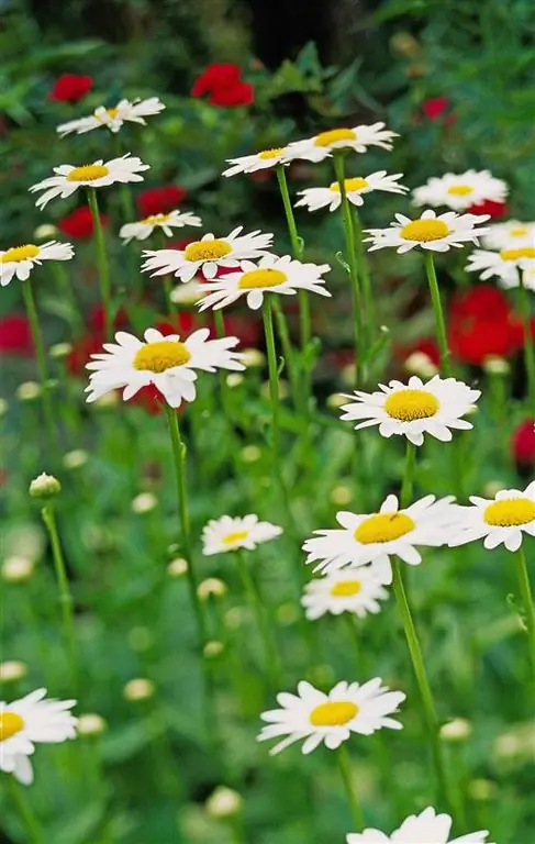 Leucanthemum superbum Shasta Daisy цветы