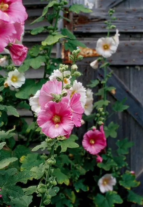 различные оттенки розового Alcea rosea Hollyhock возле сарая