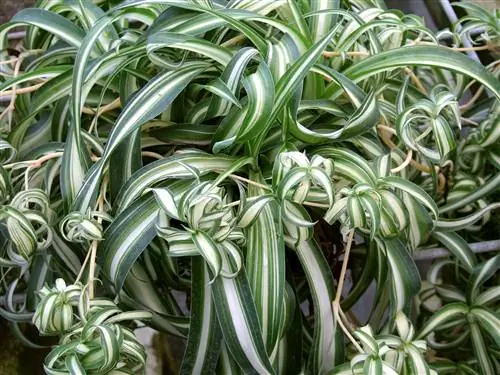 паук растение бонни chlorophytum comosum паук растение бонни chlorophytum comosum