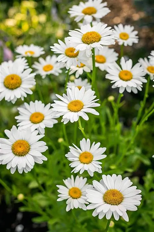 leucanthemum superbum бекки шаста цветы ромашки