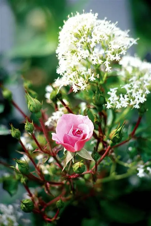 розовая роза с белым Centranthus ruber