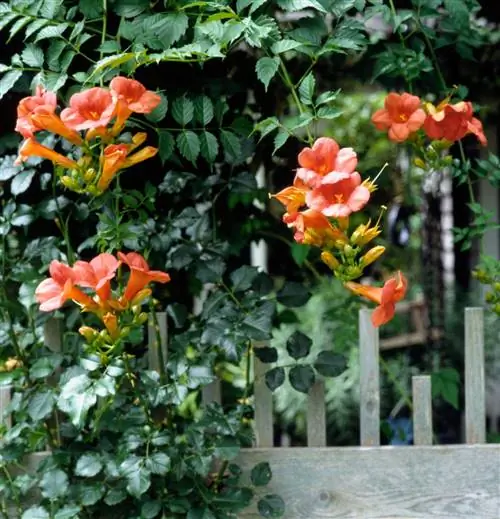 Campsis radicans обыкновенная трубчатая лоза