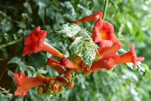Красные оранжевые цветы Trumpet Vine