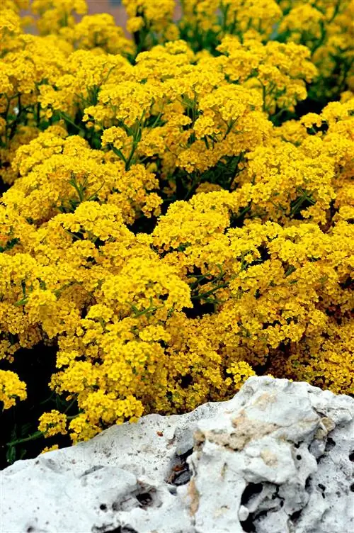 Корзина золота Aurinia saxatilis