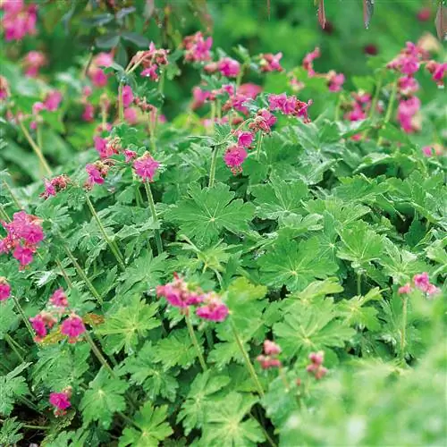 герань крупнокорневая цветы многолетняя Geranium macrorrhizum