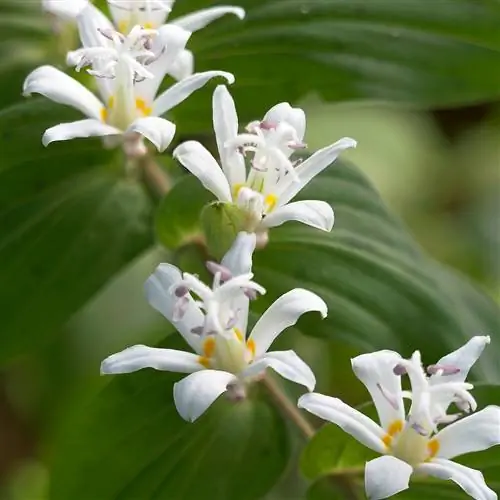 белая жаба лилия многолетники Tricyrtis