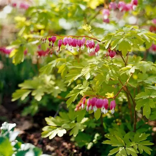 розовое старомодное кровоточащее сердце Dicentra spectabilis