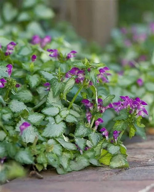 Lamium maculatum Пурпурный дракон