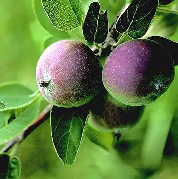 Джонафри применяет крупным планом