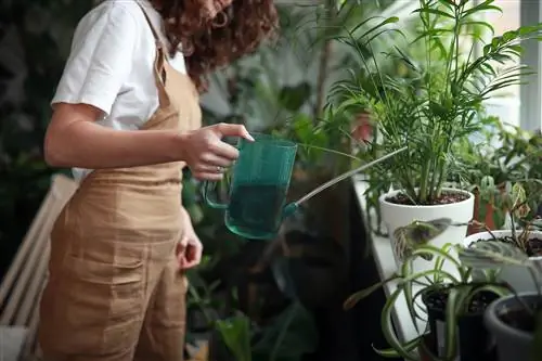 человек, использующий домашний компостный чай для полива комнатного растения