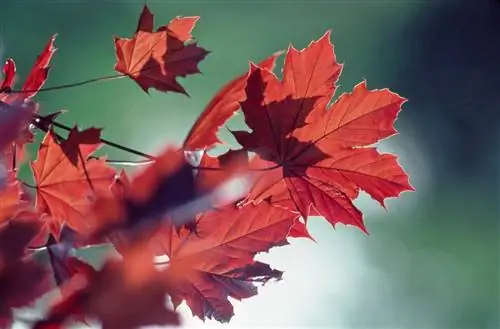 Клен Кримсон Кинг