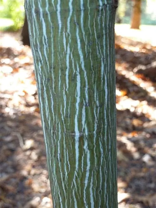 Клен змеиный