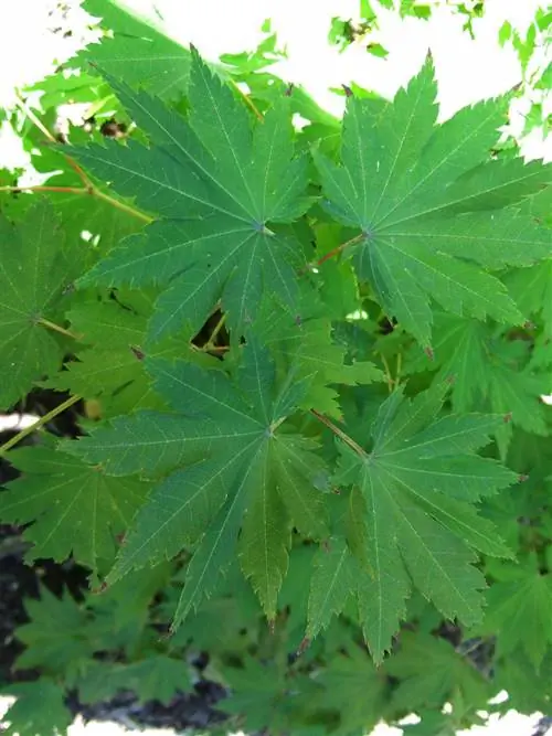 Клен корейский