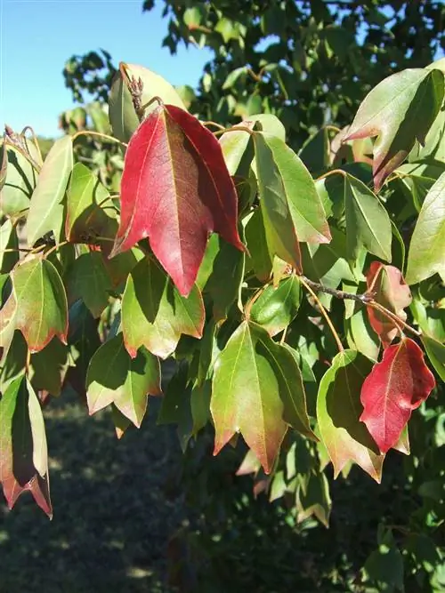 Клен трезубец