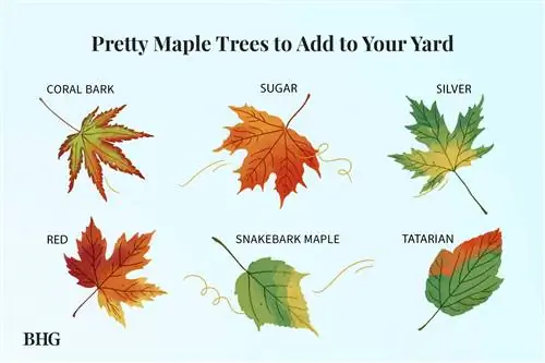 Красивые клены, чтобы добавить к вашему двору
