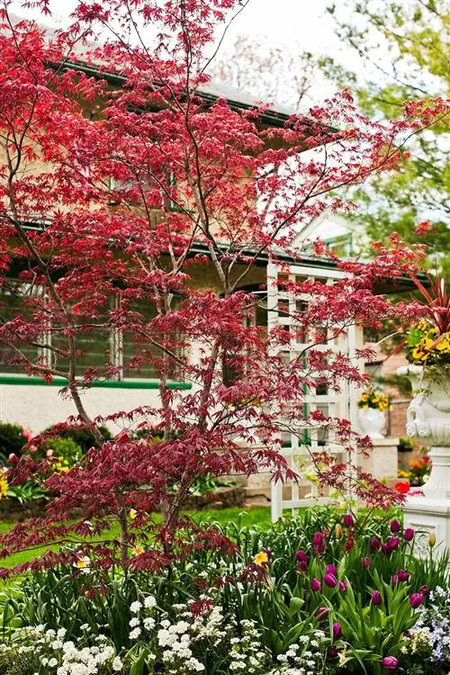 японский клен перед беседкой