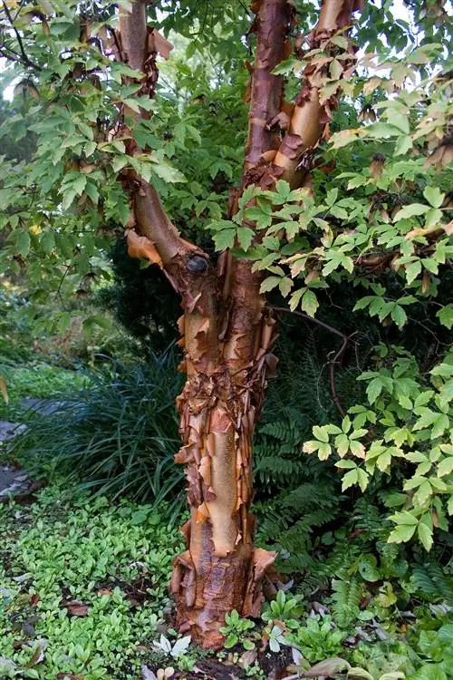 Клен бумажный