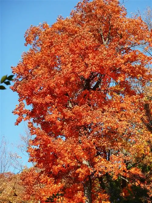 красный сахарный клен