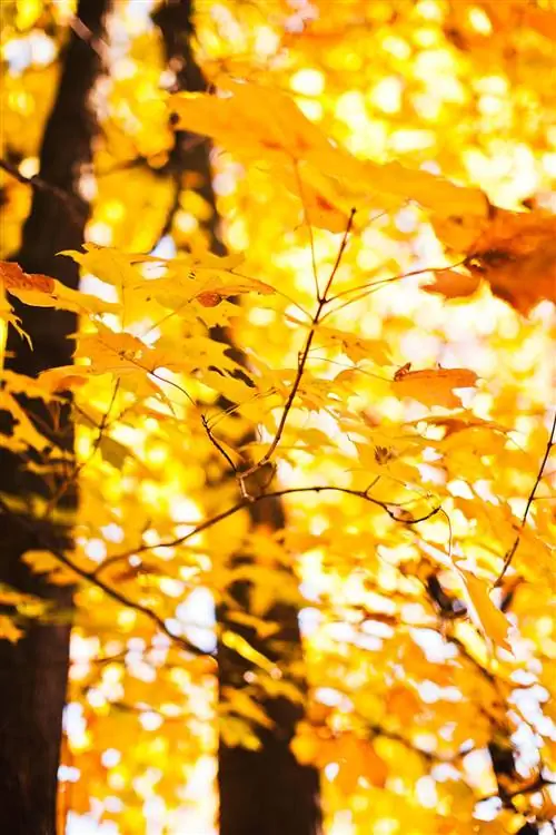 Серебряный клен в оранжевом свете