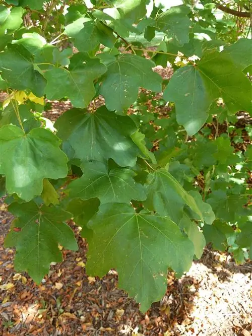 Клен живой изгороди