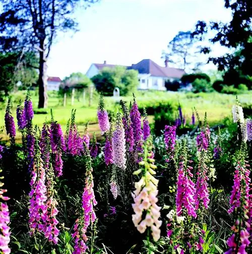 Кровать наперстянки (наперстянки) к дому