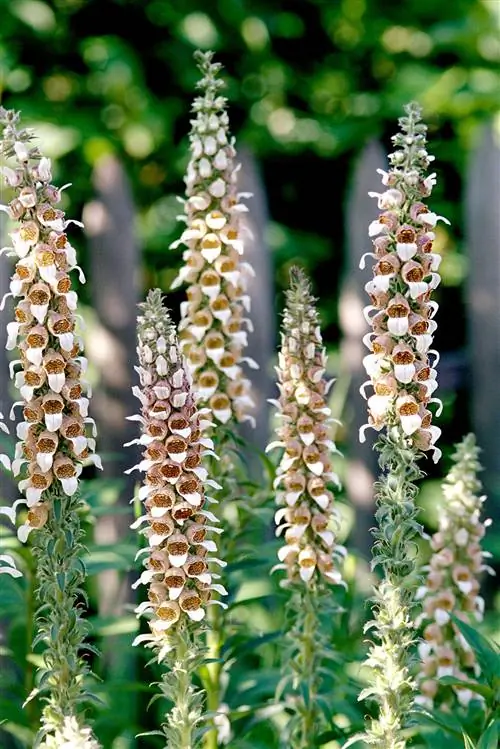 Наперстянка наперстянка ланата