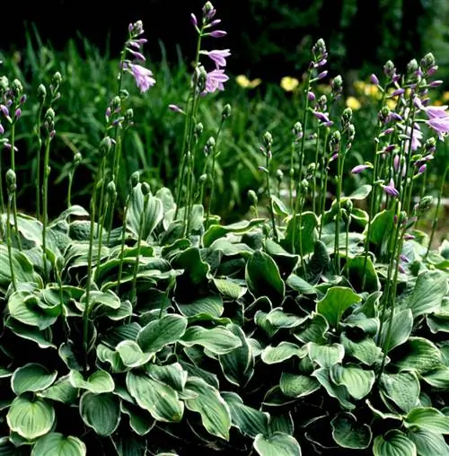 Зеленые и белые хосты в цвету