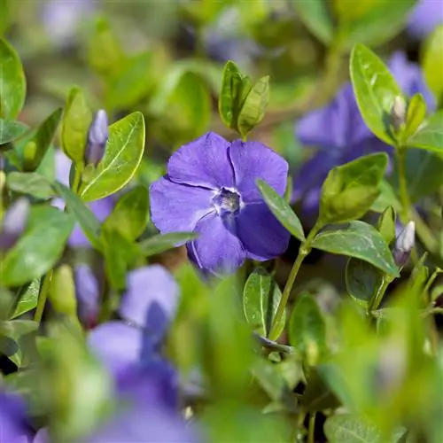 Деталь фиолетового цветка барвинка