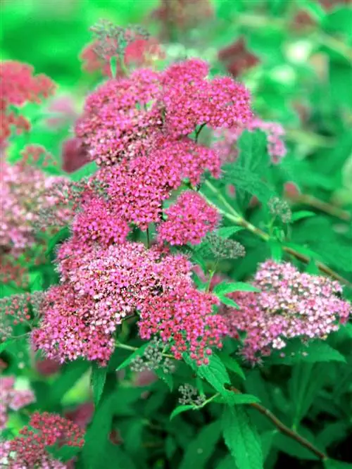 Spiraea japonica 'Little Princess' с розово-розовыми цветками