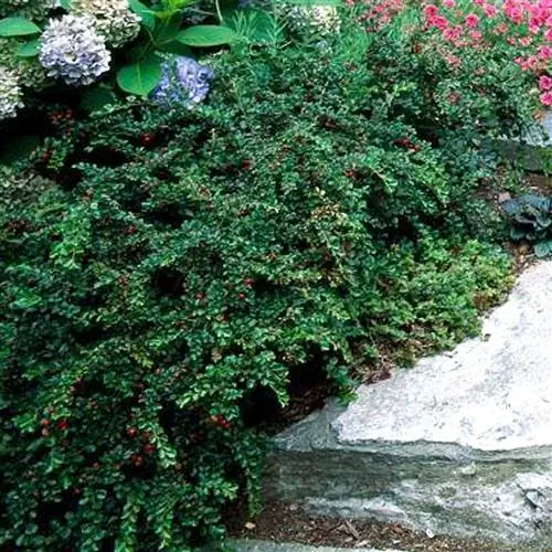 Кизильник диварикатус