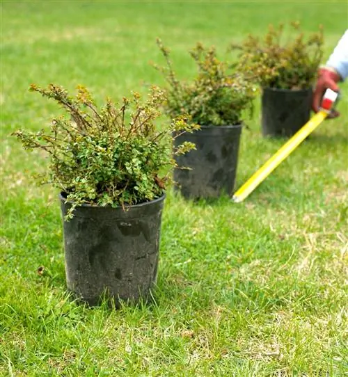 Кизильник светлый