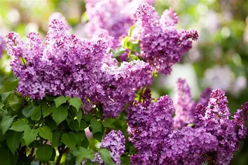 сиреневые цветы