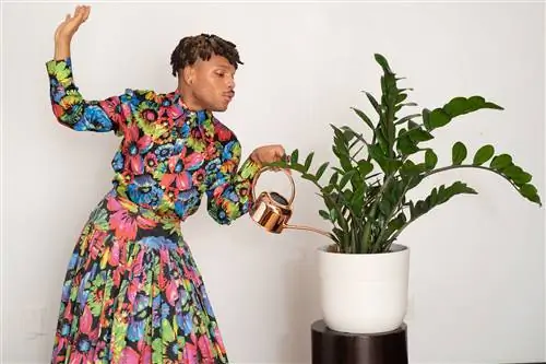Растение Kween x 1800Flowers Collab ZZ Plant