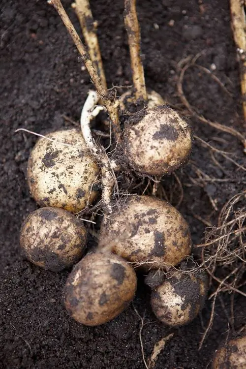 собранный картофель