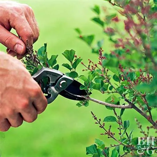 садоводство, ножницы, обрезка живой изгороди